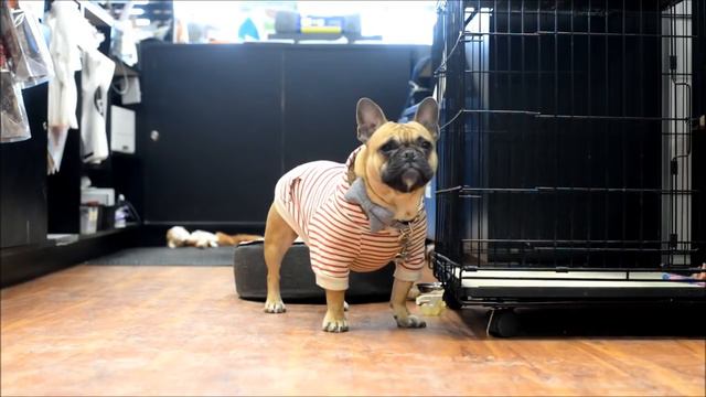 Бульдог зовет маму) смотреть онлайн