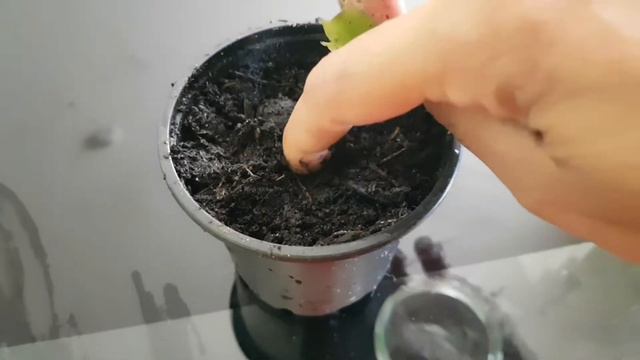 Happy Christmas/How to grow Christmas Cactus/கிறிஸ்மஸ் கற்றாழை/Indoorplant/Weihnachtskaktus/ смотреть онлайн