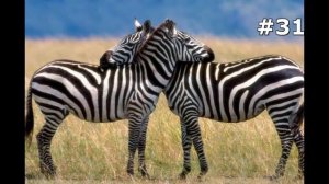 #31. Зебры (В мире животных)