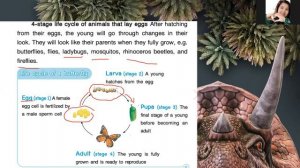 Grade 3 : Science Subject (MEP) || Week 16 : The Life Cycle of Animals