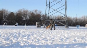 Дрессировка собак в Омске - ОЦССС