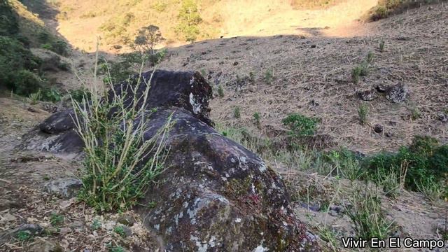 UN PEQUEÑO ÁRBOL DE AGUACATE Y HERMOSOS PAISAJES, ACOMPÁÑAME. Vivir en el campo. смотреть онлайн