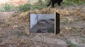 15_09_2020_Жили-были два кота.mp4