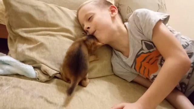 Абиссинский котенок 20 дней как родился. смотреть онлайн