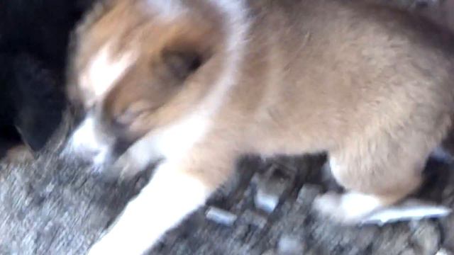 Love (щенок с Сердечком на голове) смотреть онлайн