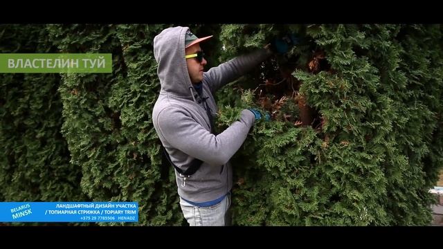 ТОПИАР СТРИЖКА | ТУИ ГИГАНТЫ | @VLASTELIN_MINSK |туя западная| ВОЛШЕБНЫЕ ХВОЙНЫЕ | Стрижка туи | Ми