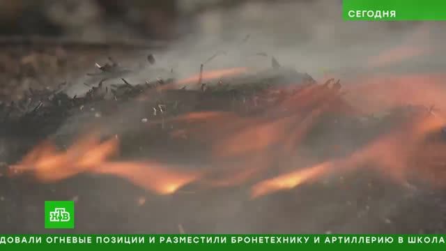 «Несознательные люди»: бушующие в России пожары возникли по вине местных жителей