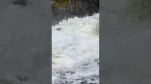 Сёмга идёт на нерест Марика Мурманской области Кольский полуостров видео красная рыба ￼