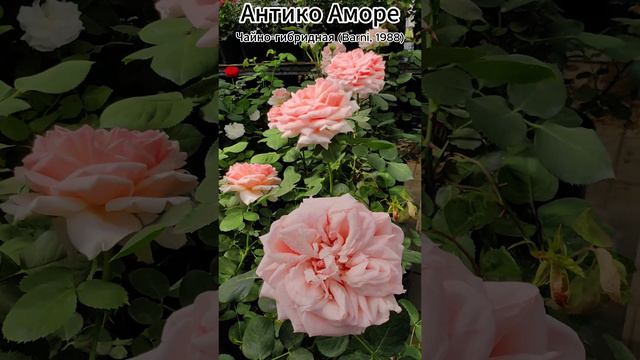 Роза Антико Аморе - Antico Amore (Anna Medici Barni Италия, 1988)