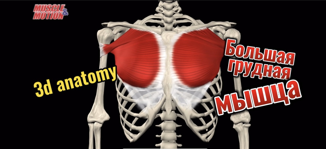 3d anatomy. Большая грудная мышца.