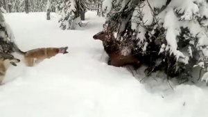 Охота на марала.