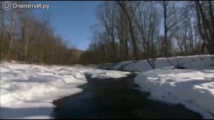 Амурский тигры