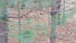 Пересадил деревца из леса себе на участок.