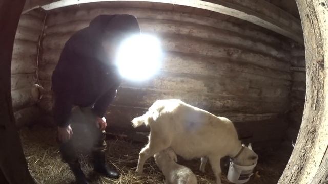 Коза впервые окатилась.Как наша Маняша чувствует себя. смотреть онлайн