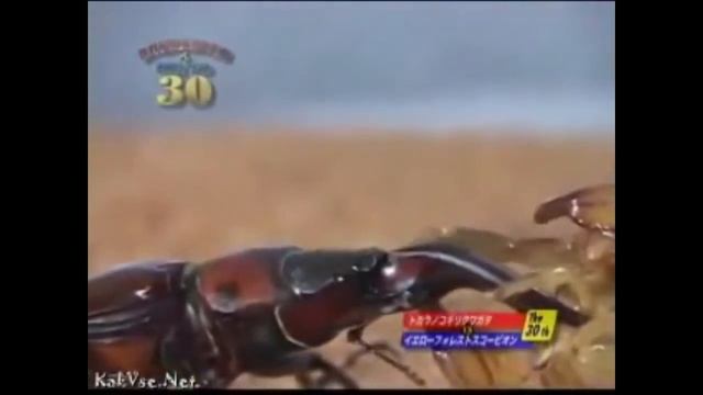 Жук олень против жука слона,скорпиона,лобстера смотреть онлайн