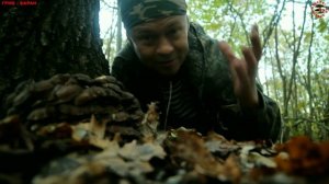 Гриб - баран (или грифола курчавая, Grifola frondosa): редкий, вкусный, большой