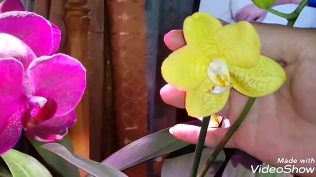Цветущие Азиатские и Голландские Орхидеи | Май