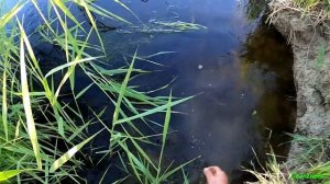 Рыбалка на ПАУК ПОДЪЁМНИК в болотной речушке. Рыбалка 2021.