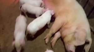 ‼️## Какие препараты нужно ставить поросятам при отравлении, и передозировке препаратами ## ‼️