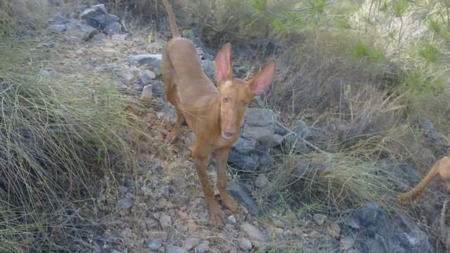 Podenco Canario de Bujadillo смотреть онлайн