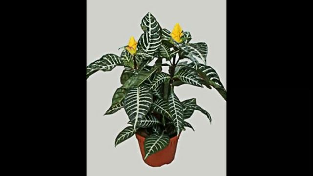 Афеландра, выращивание в домашних условиях смотреть онлайн