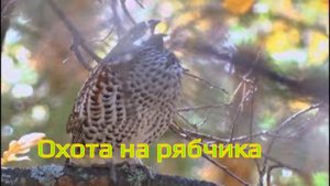 Охота на рябчика  2018    Järpjakt  / Bonasa bonasia  осенняя охота