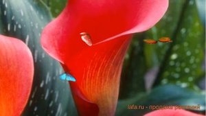 Калла обыкновенная Ред Алерт (calla red alert) ? обзор: как сажать, луковицы каллы Ред Алерт