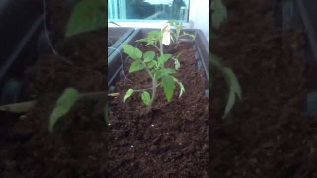 Growing Roma VF Tomatoes in Balcony