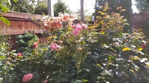 Лилии гиганты!!! От-гибриды Биг Бразе (Big Brother) и Роберт Свонсон ( Robert Swanson).