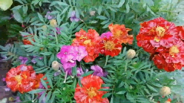 Грабли веерные  Для любителей канала Грабли Лайф 18 09 21 смотреть онлайн