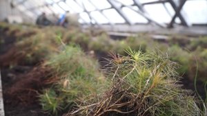 Группа компаний «Лесной Урал» подводит итоги очередного производственного года праздником