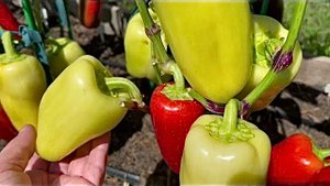 Сладкий перец в открытом грунте.