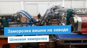 Линия переработки вишни: мойка, удаление косточки, шоковая заморозка. Оборудование для ягод под ключ