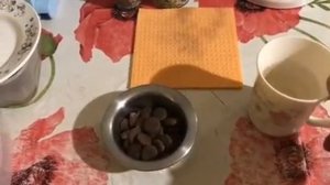 Как размачивать корм