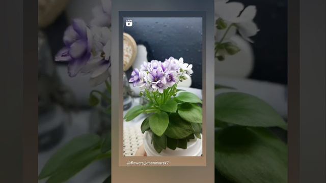 минифиалка Rob’s Penny Ante смотреть онлайн