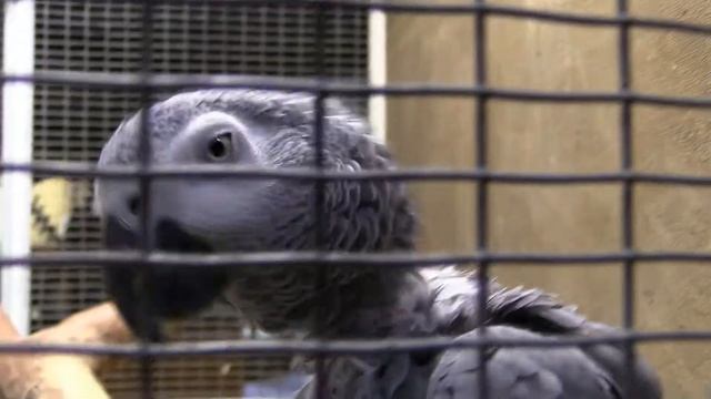 ЖАКО ИЛИ СЕРЫЙ ПОПУГАЙ (African Grey Parrot)