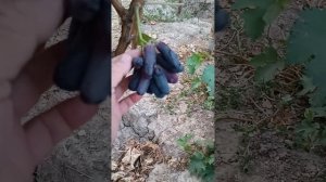виноград кишмиш аватар