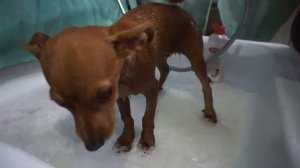 Джипси нашел свою семью! Троекратное Ура! Ура! Ура!