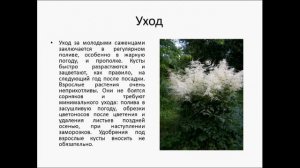 Арункус – украшение сада