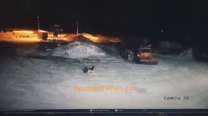 Волки в с.Демьянское, Уватский район, Тюменская область, 19.02.2020