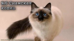 Ласковые породы кошек. Самые ласковые кошки. Affectionate cat breeds.