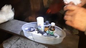 Кострируем хряка 1,5 года.