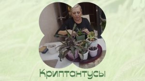 Комнатные цветы. Криптантус. Пересадка под разговоры.