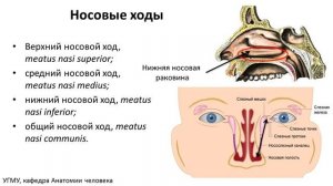 Возрастная анатомия носа