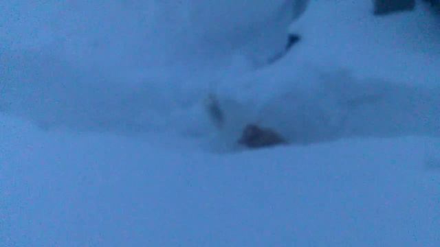 Коты занимаются любовью смотреть онлайн