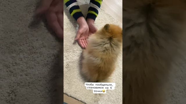Я у твоих ног. Общение #shorfs