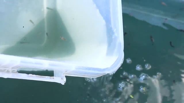 4000 цветных золотых рыбок в маленьком аквариуме смотреть онлайн