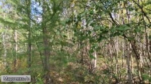 Russia#nord#север. Грибалка. Путешествие за грибами.#ямал#лабытнанги #2022.