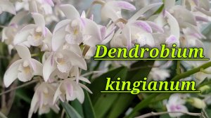 Dendrobium kingianum. Описание и уход