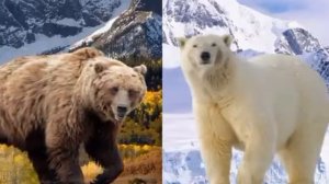 (СРАВНЕНИЯ) МЕДВЕДЬ КАДЬЯК VS БЕЛЫЙ МЕДВЕДЬ